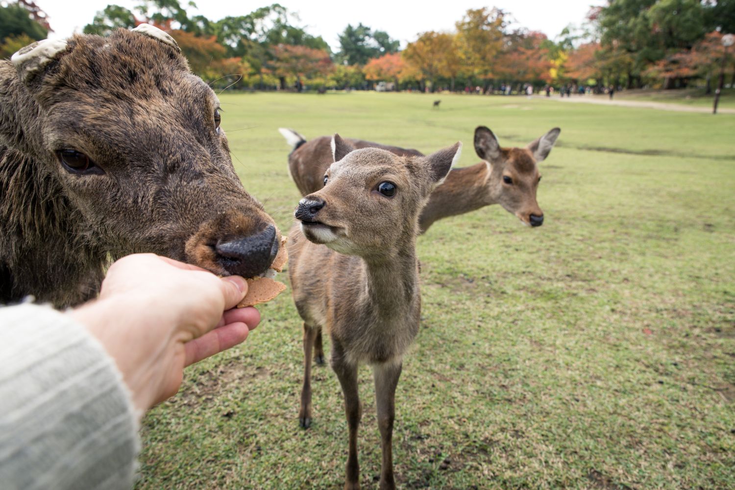 Can You Feed Animals at a Wildlife Safari Ranch