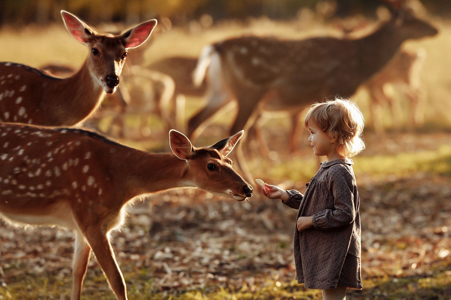 How Animal Conservation Education Helps Wildlife