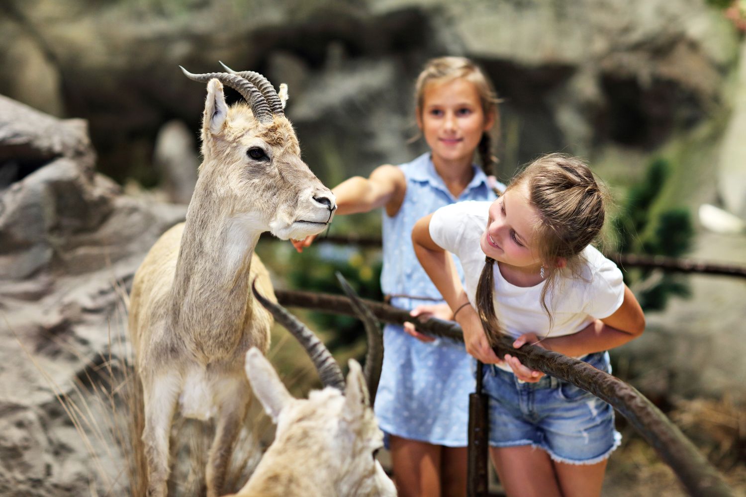 Safari Park Events and Experiences