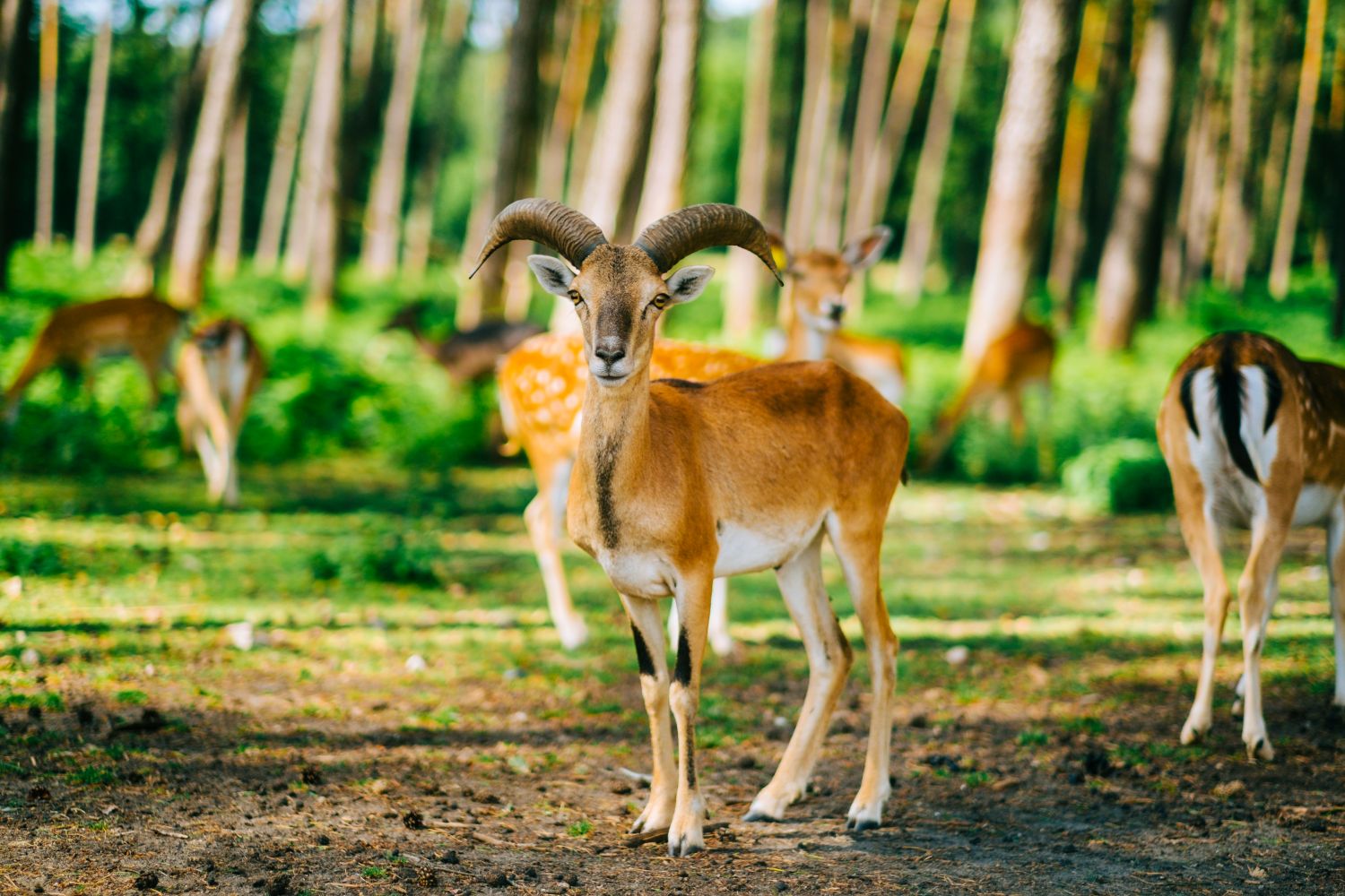 What Is a Wildlife Safari Ranch