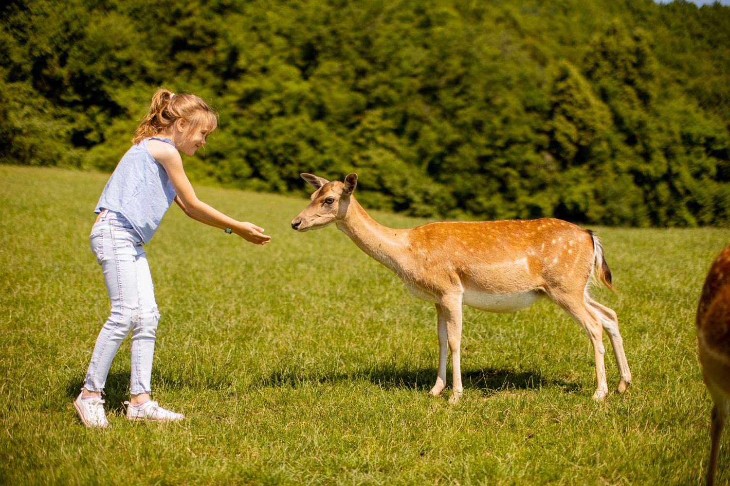 Wildlife Safari Ranch Animal Encounters
