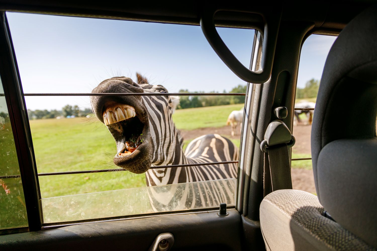 Wildlife Safari Ranch Safety Tips