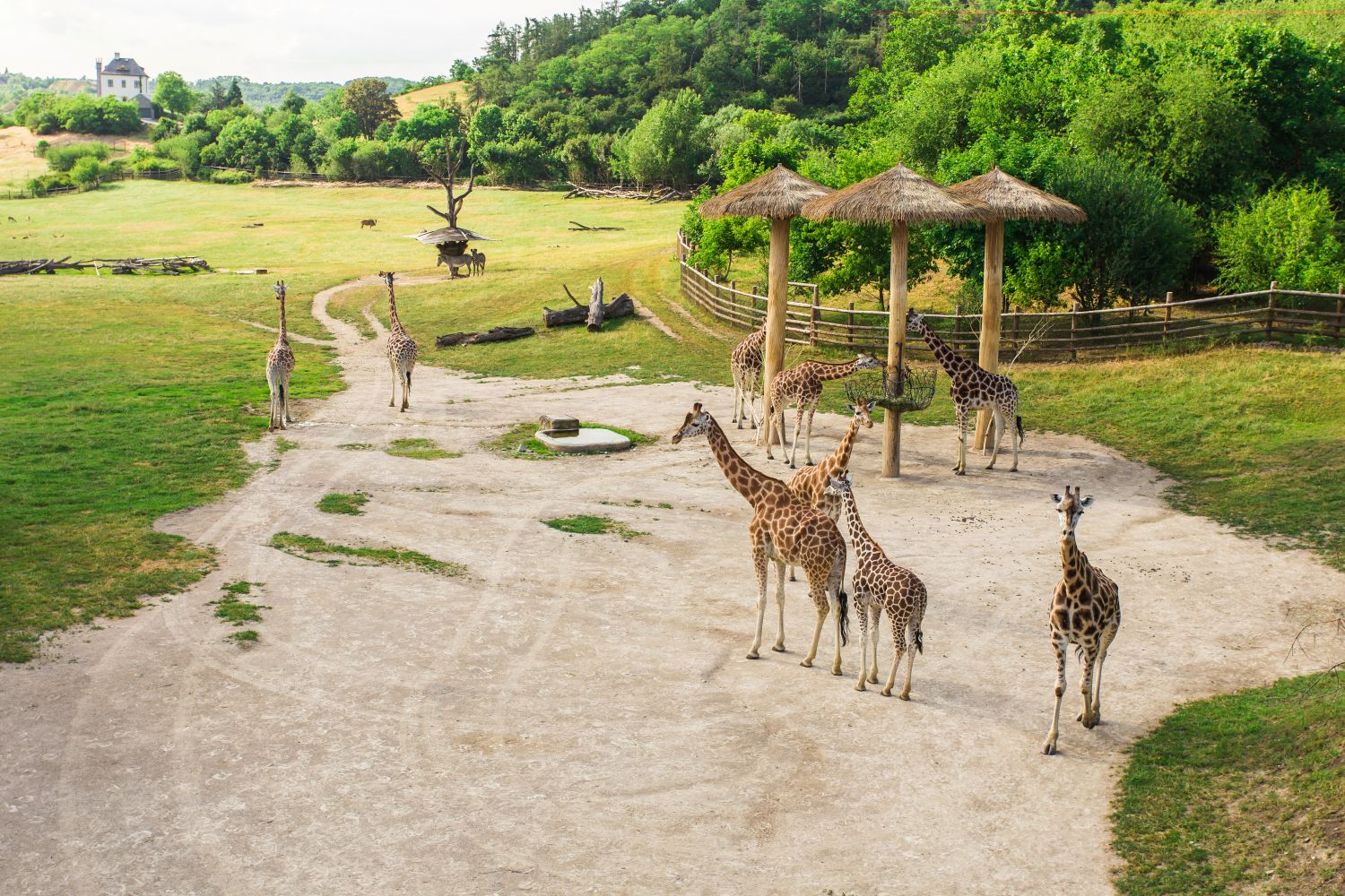 Wildlife Safari Ranch