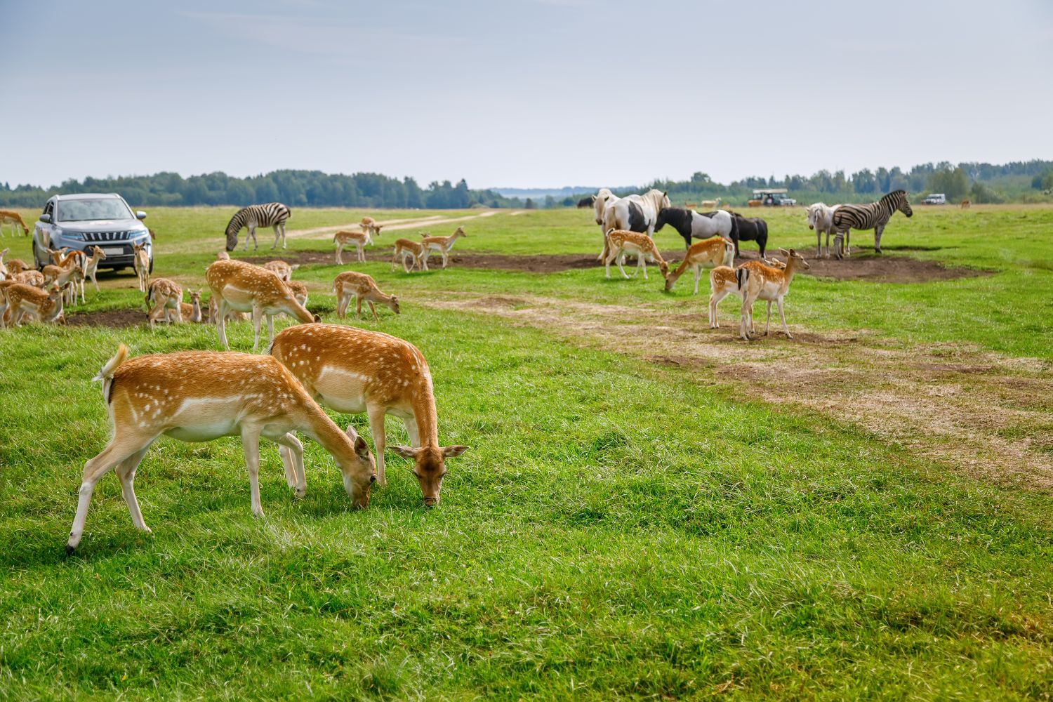 Wildlife Safari Ranch