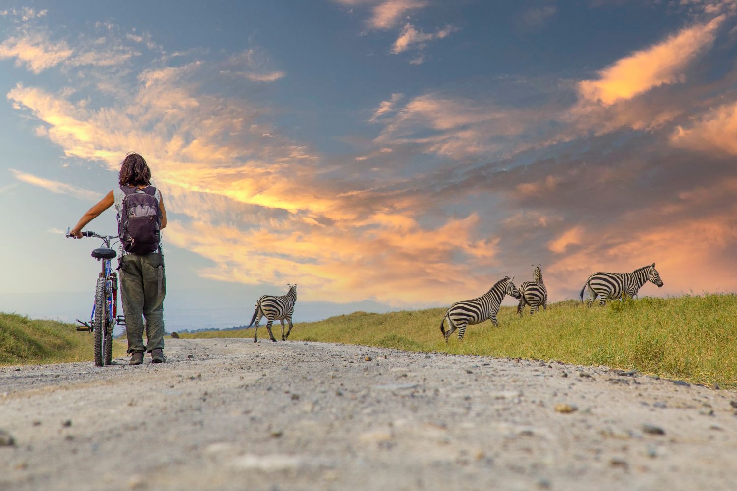 Zebra Encounters
